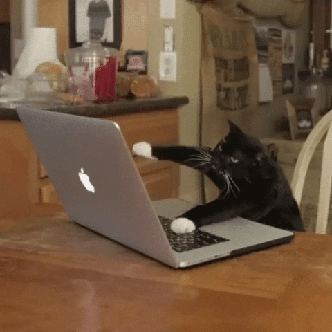 Gato trabajando frente a un ordenador