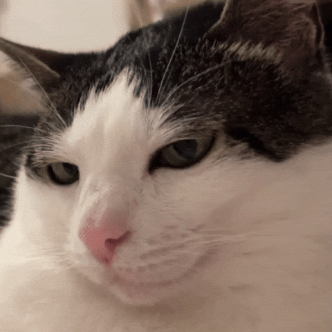 Gato con media sonrisa